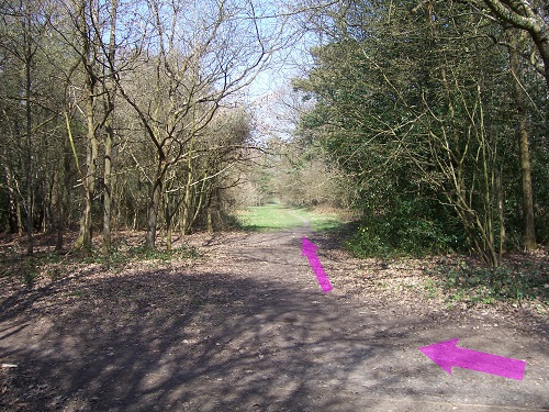 Unsignposted path in a broad clearing